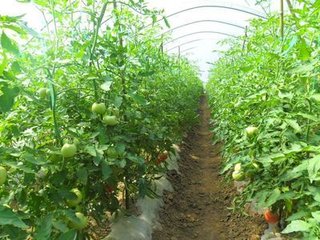 西红柿冲施肥使用方法