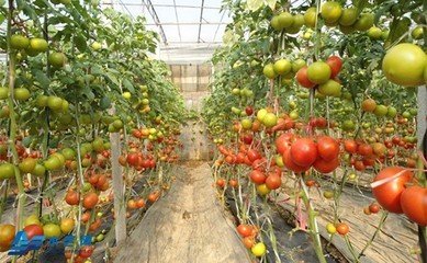 西红柿专用冲施肥