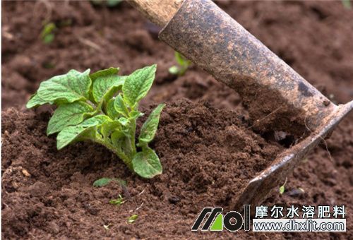 土豆冲施肥用法