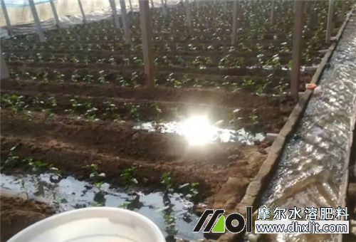 高氮水冲肥用法